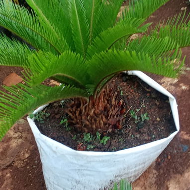 Servicio de jardinería 👩🏼‍🌾 - Img 122604951