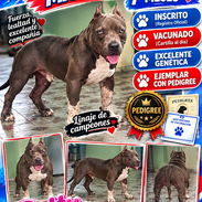 🔥 AMERICAN BULLY CON PEDIGREE 7 MESES BETTY MASCOTAS WHATSAPP 52506841 🔥 - Img 57415235