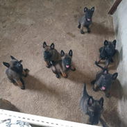PASTOR MALINOIS,ambos sexos,en 250 USD o equivalente(ACEPTO TRANSFERENCIA), tienen 50 días y están desparacitados - Img 55794466