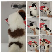 CACHORROS DE SHIH-TZU HEMBRAS Y MACHOS DISPONIBLES - Img 55891853