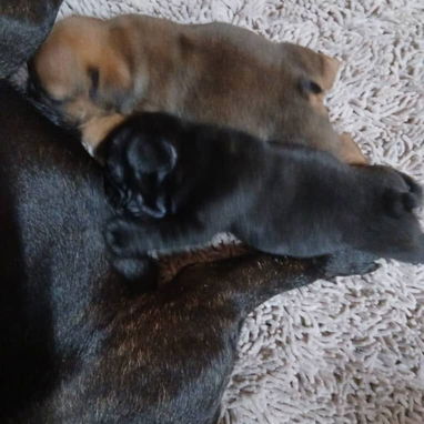 Si buscas una Exelente compañía, Chihuahua, shitzu,labrados ,Husky y mucho más llame al 53818081 - Img 123172271