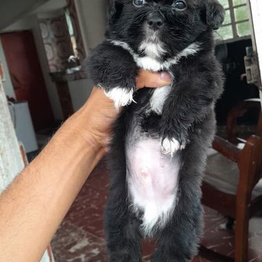 Perros de puras razas - Img 121332331