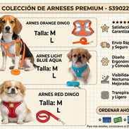 Arnes y correa para mascotas - Img 55297002