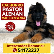 Pastor Alemán !!!! - Img 56421840
