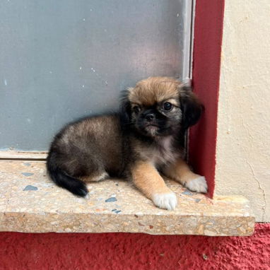 🐶✨ 🐾 SPANIEL TIBETANOS MACHITOS  🐾   BETTY MASCOTAS WHATSAPP 52506841 ✨🐶 - 9/10