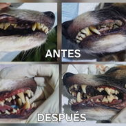 Servicio de limpieza bucal perros y gatos a domicilio - Img 56564456