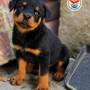 *Rottweiler* ♂️Macho 🗓️51 días 💊Desparasitado 📋Historia clínica 💉Vacuna Pentavalente *puesta* - Img 57071951