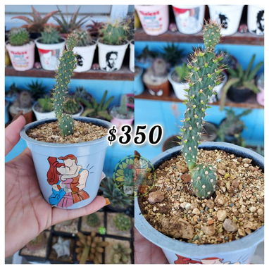 Cactus y suculentas en macetas decoradas a mano - 8/9