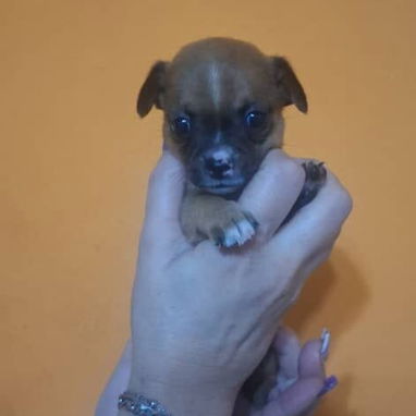 CHIHUAHUA,hembra,en 150 USD o equivalente(ACEPTO TRANSFERENCIA)TENGO MENSAJERÍA,tiene 60 días y está desparacitada. - Img 122458451