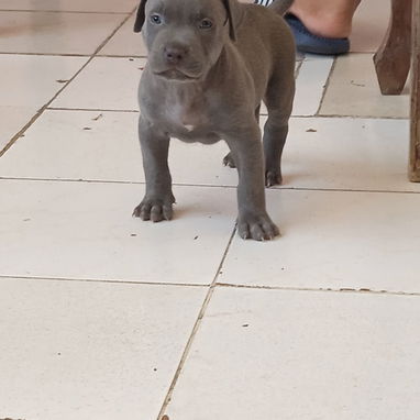 Cachorros pitbull azules - Img 125903486