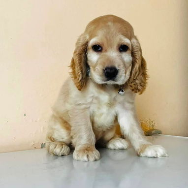 Cocker spaniel hembrita - Img 125962417