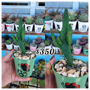 Cactus y suculentas en macetas decoradas a mano - 7/10