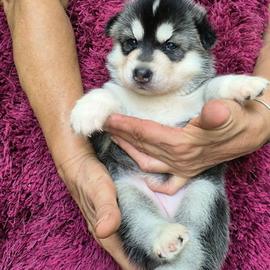 Husky siberiano del club - Img 124633267