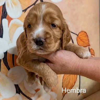 COKER SPANIEL,ambos sexos,en 170 USD o equivalente(ACEPTO TRANSFERENCIA)TENGO MENSAJERÍA,tienen 30 días y desparacitados - Img 122999771