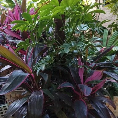 Plantas y servicios de Jardineria - Img 118359580