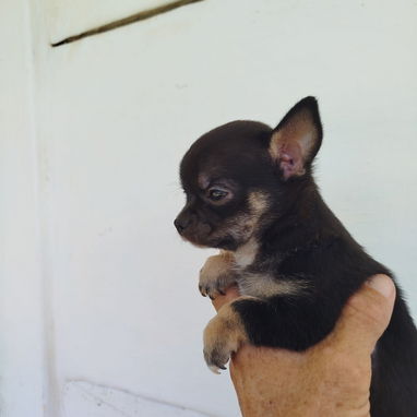 Si buscas una Exelente compañía pitbull, Chihuahua, shitzu, bulldog francés, Salchicha llame al 53818081 - Img 123336343