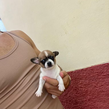 SHIHUAHUA MINI,macho,en 150 USD o equivalente(ACEPTO TRANSFERENCIA)TENGO MENSAJERÍA,tiene 55 días y está desparacitado. - Img 122734775