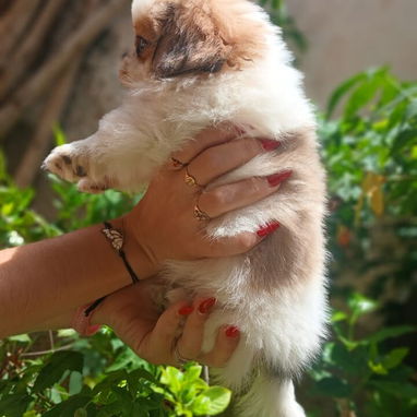 🐶✨ Venta de Cachorros (shih tzu) ✨🐶 - Img 126047476