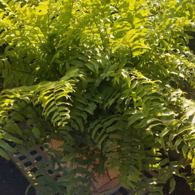 Servicios de jardineria - Img 119877556