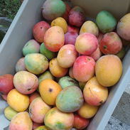 🚨🚨5 x $100 Deliciosos mangos 😋 - Img 55774333