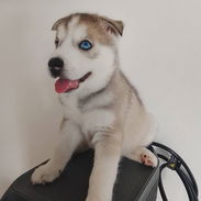 HUSKY SIBERIANO,machos,en 200 USD o equivalente,TENGO MENSAJERÍA,de 60 días,desparacitados,entrega con historia clínica - Img 55563983