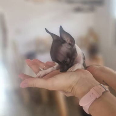 SHIHUAHUA MINI,hembra,en 250 USD o equivalente,TENGO MENSAJERÍA,tiene 60 días y está desparacitada - Img 125842442