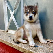 HUSKY SIBERIANOS,ambos sexos,en 150 USD o equivalente,TENGO MENSAJERÍA,tienen 48 días y están desparacitados. - Img 57061415
