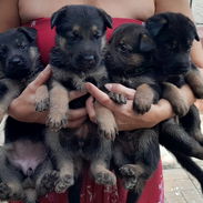 Cachorros pastor alemán - Img 58186956