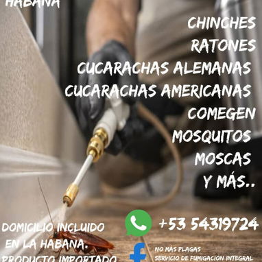 Fumigación parte chinches - Img 123089487