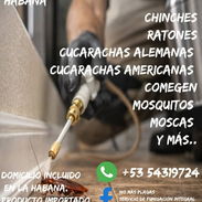 Fumigación para chinches - Img 55744630