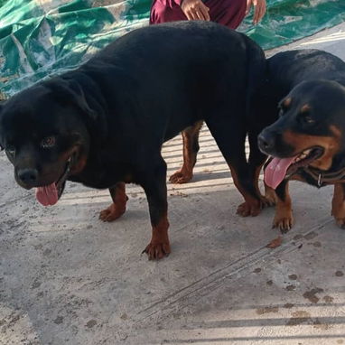 ROTTWEILER,ambos sexos,en 350 USD o equivalente en moneda nacional,TENGO MENSAJERÍA,tienen 50 días y están desparacitado - 9/10