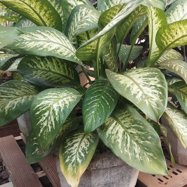 Servicios de jardinería y venta de plantas ornamentales y frutales - Img 127606190