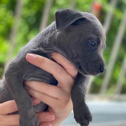 Cachorros de Pitbull Blue - Img 55971476