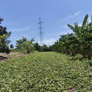 🌳 ¡Gran Oportunidad! Finca con 3 Casas y Producción de Frutales en Arroyo Naranjo 🏡 - Img 56930824