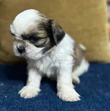 💜 🐾 Cachorros  American Bully Pocket, Pitbull, Pequinés, Labrador Shih Tzu Beagle, Pug, Chihuahua. BETTY MASCOTAS🐾 💜 - Img 99414501