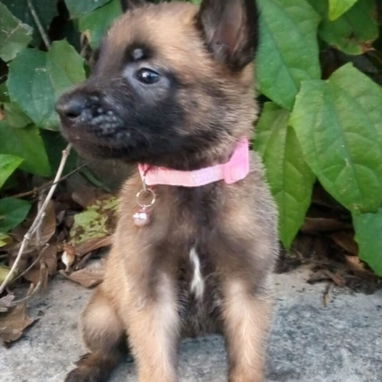 PASTOR MALINOIS,hembras en 300 USD o equivalente,TENGO MENSAJERÍA,45 dias,desparacitadas,con historia clínica y collar - Img 123047621