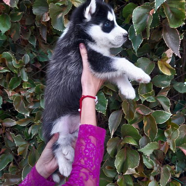 Cachorras Husky siberiano - Img 122341395
