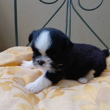 Todo lo que buscas está aquí pitbull, Chihuahua, shitzu, bulldog francés, Salchicha 53818081 - Img 122242130