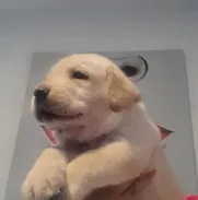 (((((( CACHORROS DE labradores)))))) - Img 50314169