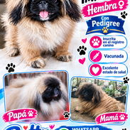👑🐶 ¡HERMOSA PEQUINÉS IMPERIAL CON PEDIGREE HEMBRA! BETTY MASCOTAS WHATSAPP 52506841 🐶👑 - Img 58143597