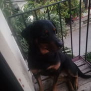 Se busca macho rotwailer para apareamiento - Img 54906447