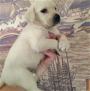 Labradores hermosos cachorros - Img 45741991