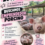 HAS TRABAJADO ANTES RN EL AREA PORCINO? Y SABES DIRIGIR? ESTA ES TU OPORTUNIDAD DE SER EMPRENDEDOR PORCINO - Img 58111087