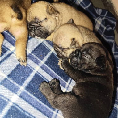 Vendemos cachorro de todo tipo de razas - Img 111500446