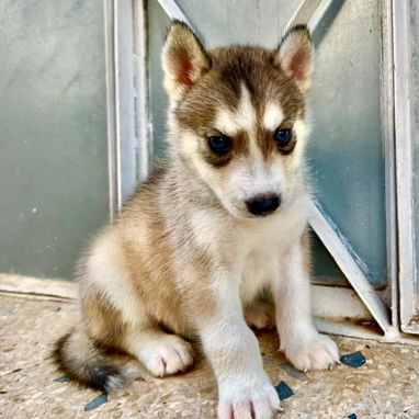 HUSKY SIBERIANOS,ambos sexos,en 150 USD o equivalente,TENGO MENSAJERÍA,tienen 48 días y están desparacitados. - 4/10