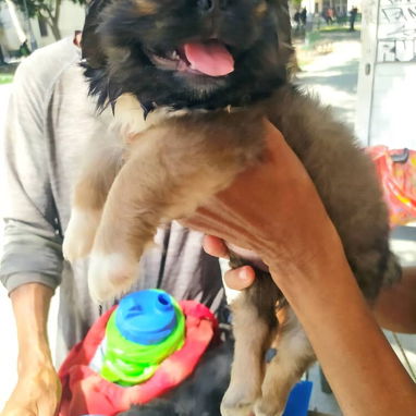 Cachorros.boxerpastor belga malinoe.husky.golde retrive chihuahua.bulldog frances.pitbull.yorky.salchicha.rowailer.labra - Img 124804833