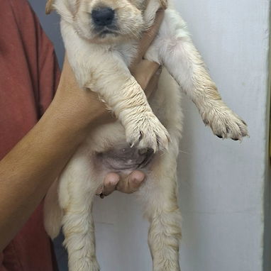 Cachorros Golden retriver - Img 123527229