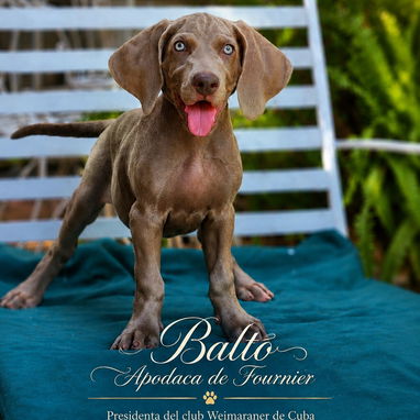 Cachorros Weimaraner/ mascotas/perros - 2/4