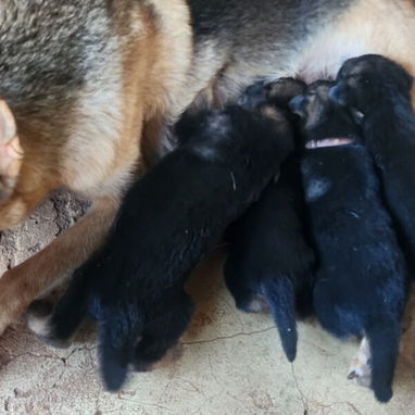 En venta cachorros machos de pastor alemán - 2/5