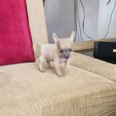 SHIHUAHUA hembra,en 250 USD o equivalente,TENGO MENSAJERÍA,tiene 90 días y está VACUNADA y desparacitada - Img 121640562